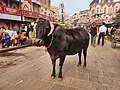 A cow walking down the street
