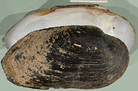 Family Margaritiferidae, a shell of Margaritifera auricularia