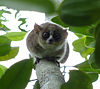 A Mouse lemur, the smallest primate in the world