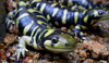 A pair of black salamanders sporting a yellow pattern and broad head