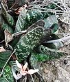 Gasteria brachyphylla has smooth-surfaced, glossy leaves with crenulate margins.