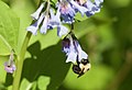 A bumblebee hanging from a bluebell