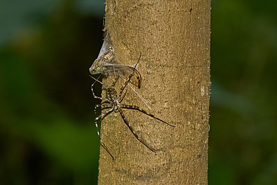 Tree trunk spider