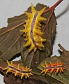 Stinging rose caterpillars (Parasa indetermina)