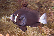 A. mccullochi (Whitesnout anemonefish)
