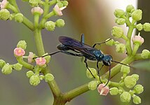 Chalybion japonicum: a wasp named by Gribodo