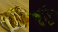 Jack o' lantern mushrooms glowing bioluminescence, also showing artificial light photo for reference.