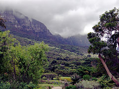 The craggy edge of Table Mountain is visible in the background.