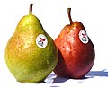 Williams pear red and green