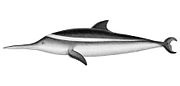 Drawing of gray and white dolphin