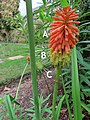Terete raceme of Kniphofia shown together with a cross section of a peduncle. A: Inflorescence; B: Terete peduncle; C: Cross section of a terete peduncle