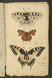 Illustrations of Apollo, Polygonia c-album and a Swallowtail butterfly