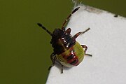 1st instar nymph