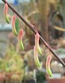 The larger elongated Gasteria pillansii flowers