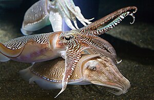 Two cuttlefish interacting