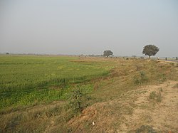 Paddy fields near Buxar