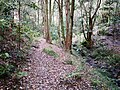 Lilli pilli rainforest - Ferndale Park