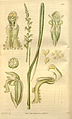 Franz Bauer's 1835 illustration of Microtis media from Curtis's Botanical Magazine