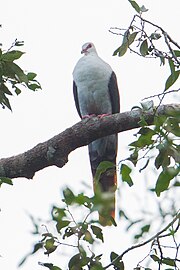 Adult great cuckoo-dove perched on branch