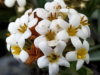 Close up of flowers with exserted anthers