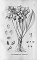 Aganisia cyanea (as syn. Kochiophyton negrense) Illustration in: Flora Brasiliensis vol. 3 pt. 6 tab. 119 (1904-1906)