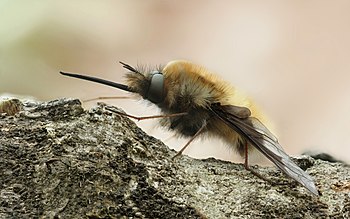 Large Bee Fly