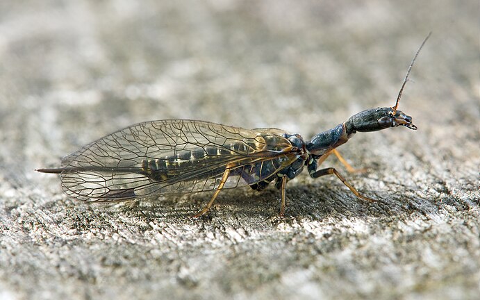 Female Snakefly (Phaeostigma major)