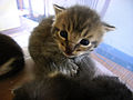 A kitten for you! Thanks for your input regarding the TimidGuy case. PhilKnight (talk) 19:41, 20 February 2012 (UTC)