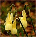 Flowers of Narcissus triandrus