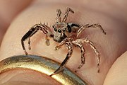 Plexippus petersi (jumping spider) on a human finger.