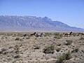 Wild horses run through Tule Valley, Utah