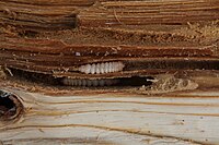 Larva exposed in infested wood