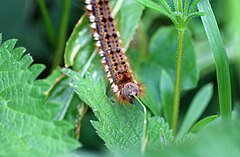Drinker moth caterpillar eating grass.