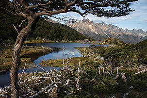 Laguna Mariposa, Province of Tierra del Fuego in summer.