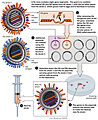 Reverse Genetics Bird Flu vaccine development (Wikipedia:Featured Picture Candidate)