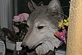 One of my bigger wolf statues - but not the right expression.