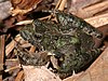 A dark green frog sits on leaves