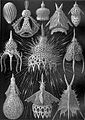 Cyrtoidea ; Calocyclas (radiolarian)