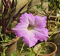 A form of Petunia axillaris with a light pink flower