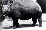 Thumbnail for Javan rhinoceros