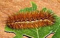Buff ermine moth (Spilarctia luteum) caterpillar