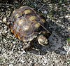 Texas tortoise (Gopherus berlandieri), Val Verde County, Texas