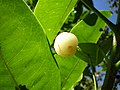 Acronychia acidula fruit