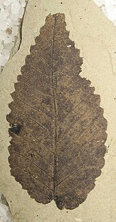 Ulmus okanaganensis