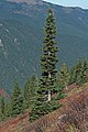 Image 18The narrow conical shape of northern conifers, and their downward-drooping limbs, help them shed snow. (from Conifer)