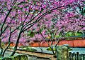 Blossoming cherry blossom trees in the Japanese Garden