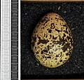 Egg in Museum Wiesbaden