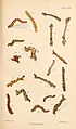 Fig.1, 1a Larva after final moult