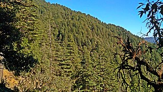 Deodar forest at Bindeshwar Mahadev