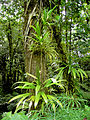 Image 39Rich rainforest habitat in Dominica (from Habitat)